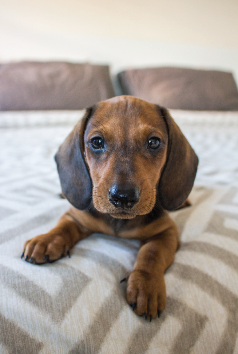 our experience on getting a puppy